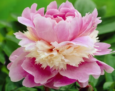 Пион Сорбет Пион Сорбет фото