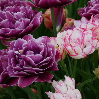 Тюльпан Дабл Лайт Микс Тюльпан Дабл Лайт Микс фото