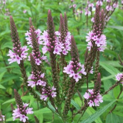 Вербена копьевидная Пинк Спайрс Вербена копьевидная Пинк Спайрс - Dolina-Sad.Ru