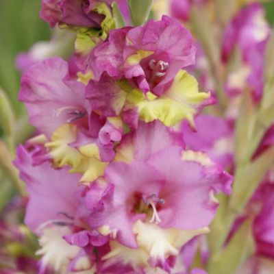 Гладиолус Фемме Файтал - Dolina-Sad.Ru