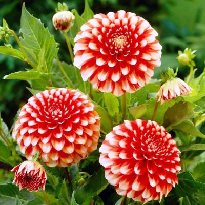 Георгина Мюзет Георгина Мюзет фото