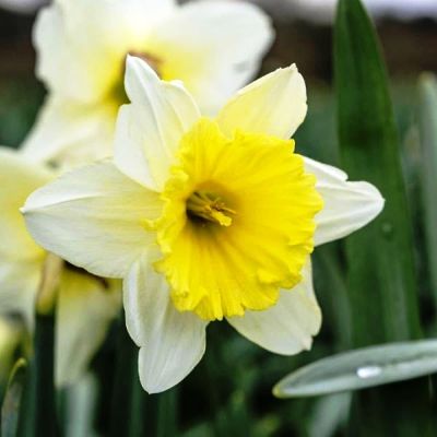 Нарцисс Айс Фоллис Нарцисс Айс Фоллис фото