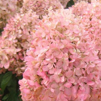 Гортензия метельчатая Мэджикал Андес Гортензия метельчатая Мэджикал Андес - Dolina-Sad.Ru