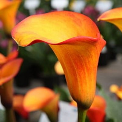 Калла Хамелеон Калла Хамелеон фото