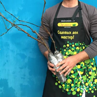 Виноград Алладин Виноград Алладин - Dolina-Sad.Ru