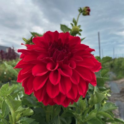 Георгина Вавилон Ред Георгина Вавилон Ред - Dolina-Sad.Ru