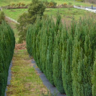 Можжевельник обыкновенный Сентинел, С3 - Dolina-Sad.Ru