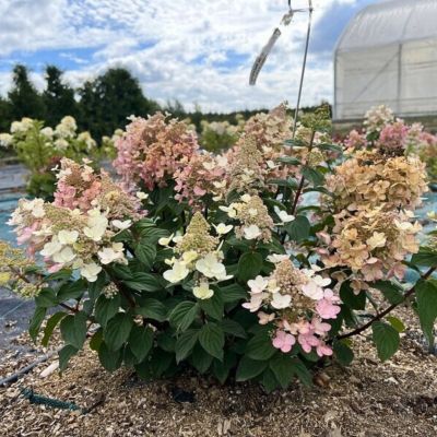 Гортензия метельчатая Би Хеппи Гортензия метельчатая Би Хеппи - Dolina-Sad.Ru