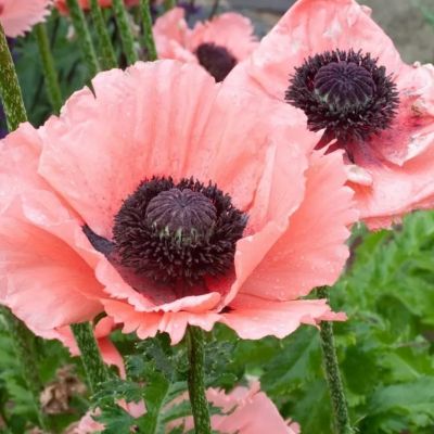 Мак восточный Спрингтайм - Dolina-Sad.Ru