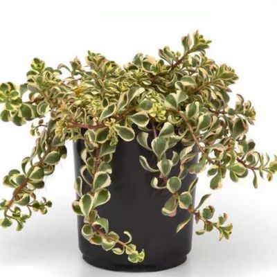 Седум Уот Дузи Седум Уот Дузи - Dolina-Sad.Ru