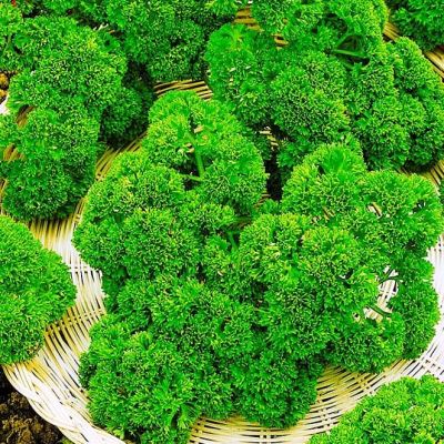 Петрушка Москраузе Петрушка Москраузе фото