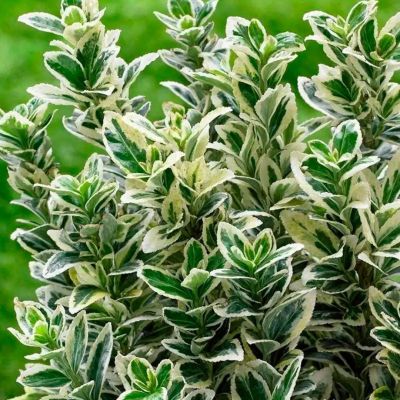 Бересклет японский Микрофиллус Альбовариегата Бересклет японский Микрофиллус Альбовариегата - Dolina-Sad.Ru