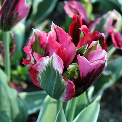 Тюльпан Эсперанто Тюльпан Эсперанто фото