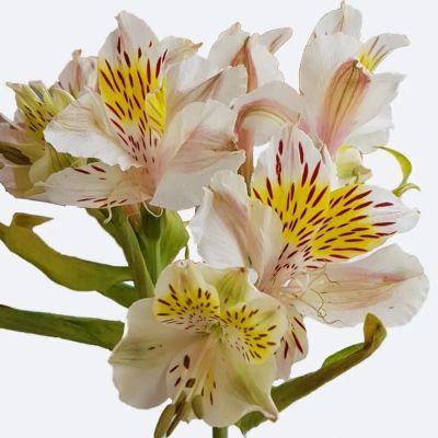 Альстромерия Венус - Dolina-Sad.Ru