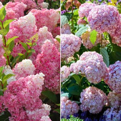 Микс гортензий Ваниль Микс гортензий Ваниль - Dolina-Sad.Ru