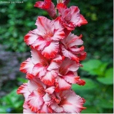 Гладиолус Грейхаунд Гладиолус Грейхаунд фото