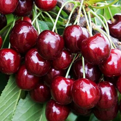 Черешня Регина Черешня Регина фото