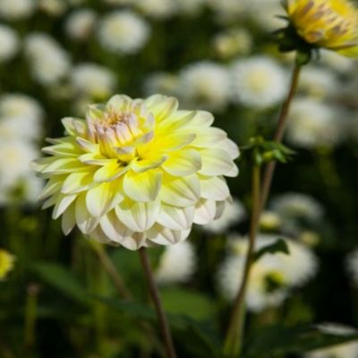 Георгина Инносент Сайленс Георгина Инносент Сайленс - Dolina-Sad.Ru