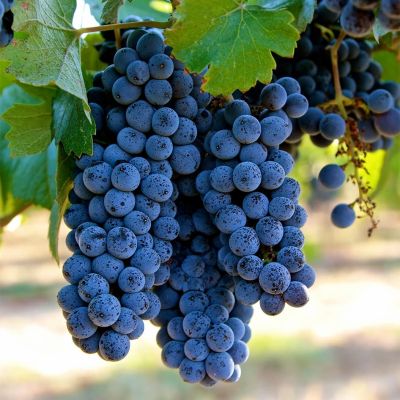 Виноград Зилга (Латвийская селекция) Виноград Зилга (Латвийская селекция) фото