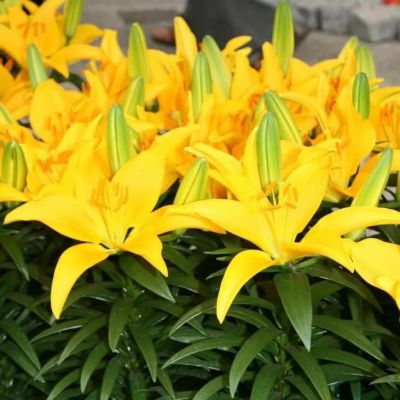 Лилия ГОЛДВИНГ Лилия ГОЛДВИНГ фото