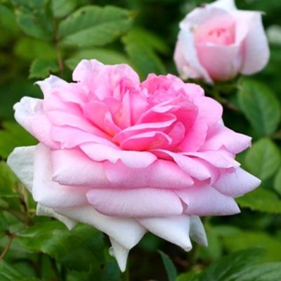 Роза Ламберт Клосс Роза Ламберт Клосс - Dolina-Sad.Ru