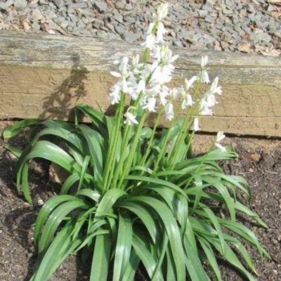 Гиацинтоидес Уайт Гиацинтоидес Уайт - Dolina-Sad.Ru