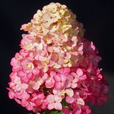 Гортензия метельчатая Самарская Лидия, С3 - Dolina-Sad.Ru