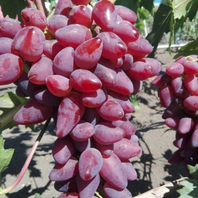 Виноград Дубовский розовый Виноград Дубовский розовый - Dolina-Sad.Ru