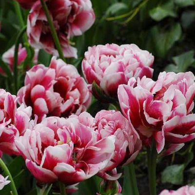 Тюльпан Гербранд Кифт Тюльпан Гербранд Кифт фото