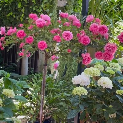 Роза штамбовая Леонардо - Dolina-Sad.Ru