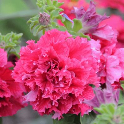 Петуния Махровые многоцветковая Дуо роуз Петуния Махровые многоцветковая Дуо роуз фото