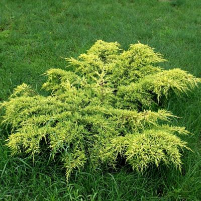 Можжевельник средний Голд Кост фото