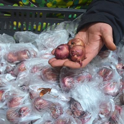 Гладиолус Пурпл Флора Гладиолус Пурпл Флора фото