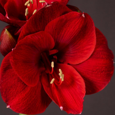 Амариллис Ред Тайгер (Парк Ред) Амариллис Ред Тайгер (Парк Ред) фото