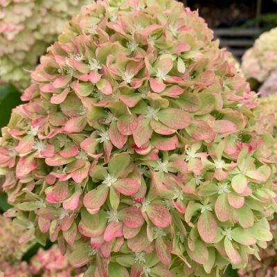 Гортензия метельчатая Пиксио Гортензия метельчатая Пиксио - Dolina-Sad.Ru