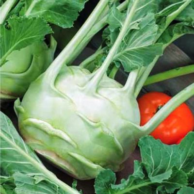 Капуста кольраби Гигант Капуста кольраби Гигант фото