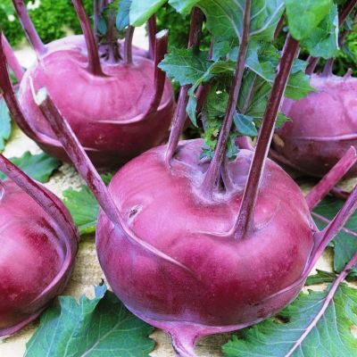 Капуста Кольраби Виолетта Капуста Кольраби Виолетта фото