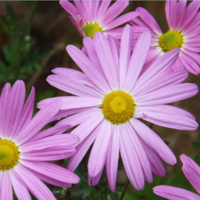 Хризантема Клара Куртис Хризантема Клара Куртис фото