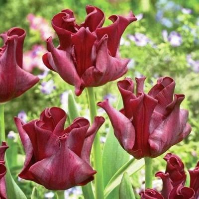 Тюльпан Ред Дресс Тюльпан Ред Дресс фото