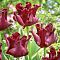 Тюльпан Ред Дресс Тюльпан Ред Дресс фото