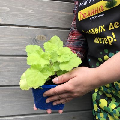 Гейхера Претти Пистачио , С1,5 Гейхера Претти Пистачио , С1,5 фото