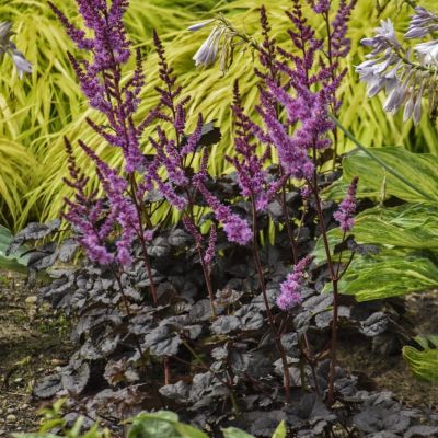 Астильба Дарк Сайд оф зе Мун Астильба Дарк Сайд оф зе Мун - Dolina-Sad.Ru