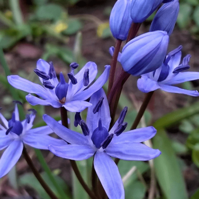 Пролеска двулистная Пролеска двулистная фото