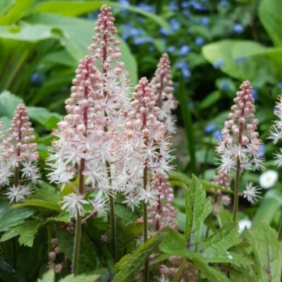 Тиарелла Пинк Скайрокет , С1,5 Тиарелла Пинк Скайрокет , С1,5 фото