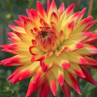 Георгина Бридж Вью Алоха Георгина Бридж Вью Алоха - Dolina-Sad.Ru