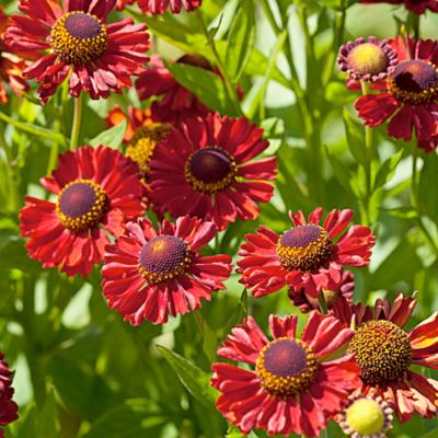 Гелениум Руби Чарм Гелениум Руби Чарм - Dolina-Sad.Ru