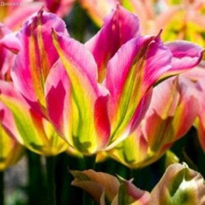 Тюльпан Виринчик Тюльпан Виринчик фото