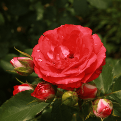 Роза Плантен Ун Бломен фото