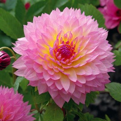 Георгина Сакура Фубуки - Dolina-Sad.Ru