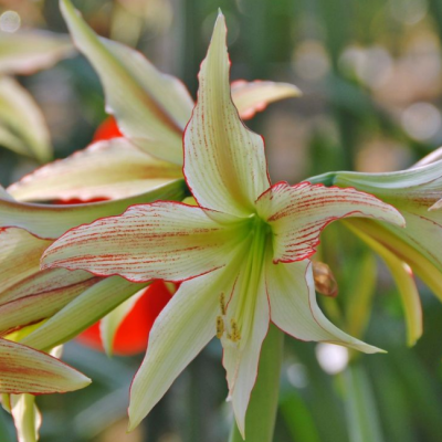 Амариллис Эмеральд фото